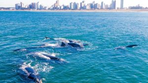 Necochea se posiciona como nuevo destino para el avistaje de ballenas